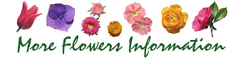 More Flowers Information